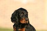 SETTER GORDON 019